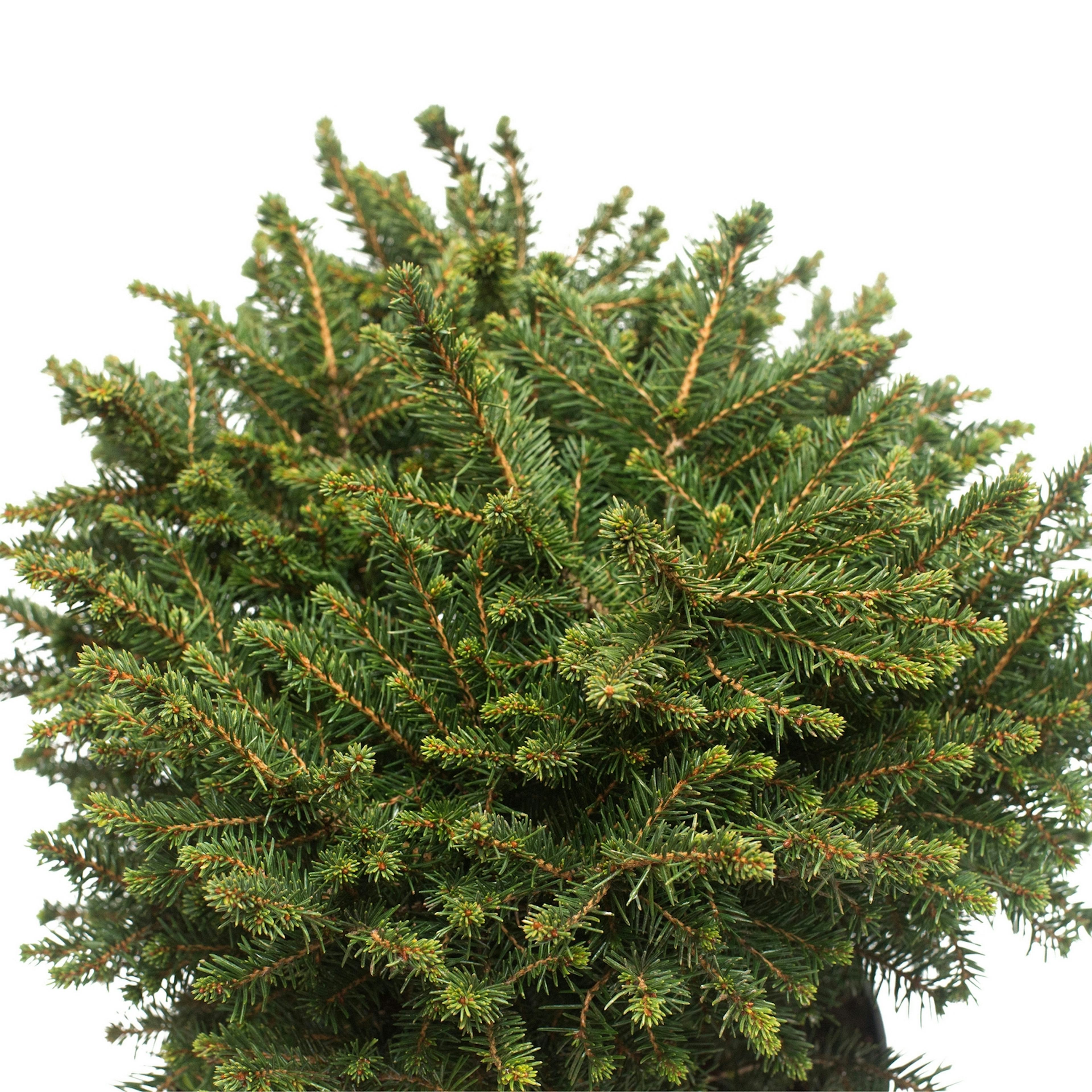 Serbisk Dvärggran Omnia Garden Karel