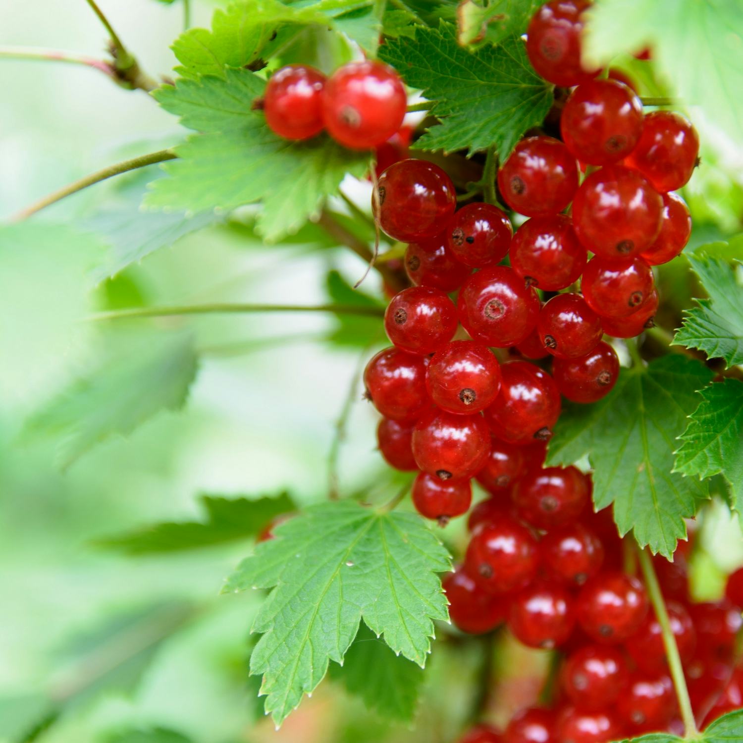Buske Röda Vinbär Omnia Garden Rolan Stam
