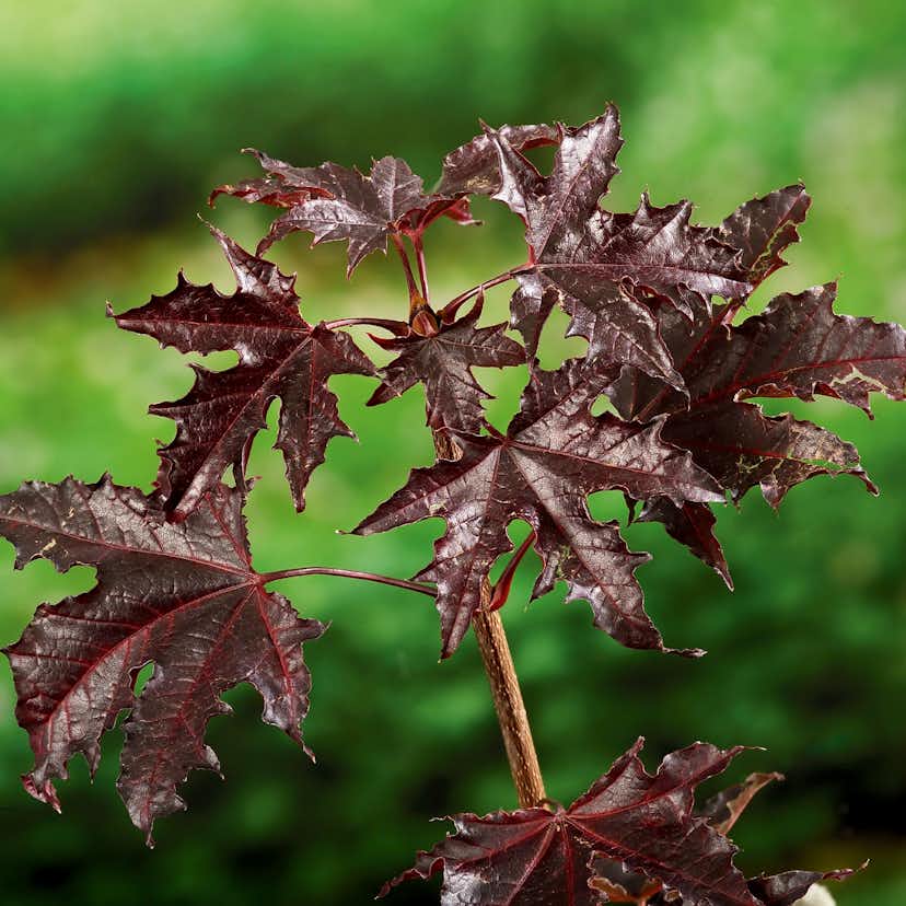 Prydnadsträd Skogslönn Omnia Garden Crimson Sentry