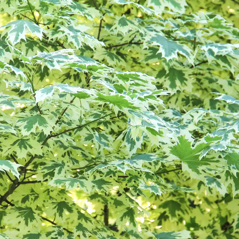 Prydnadsträd Skogslönn Omnia Garden Vitbrokig