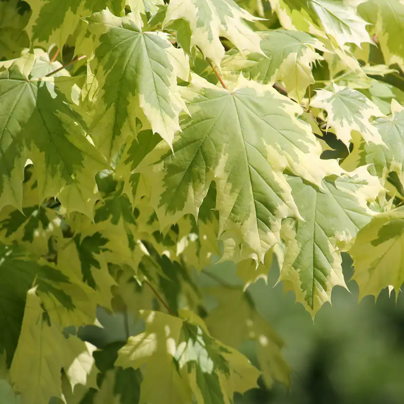 Prydnadsträd Skogslönn Omnia Garden Vitbrokig