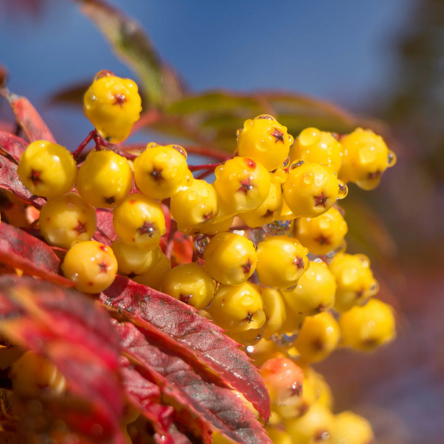 Prydnadsträd Omnia Garden Rönn Autumn Spire - Pelarformigt Växtsätt & Mörkgröna Blad