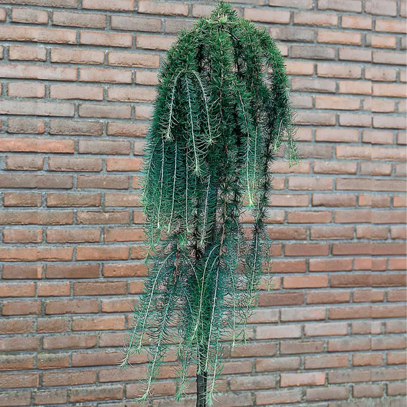 Prydnadsträd Omnia Garden Japansk Lärk Stiff Weeper Prydnadsträd, Höjd 1,5-2 m