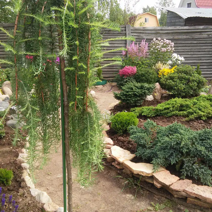 Prydnadsträd Omnia Garden Japansk Lärk Stiff Weeper Prydnadsträd, Höjd 1,5-2 m