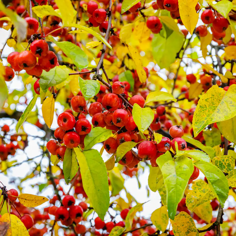 Prydnadsträd Prydnadsapel Omnia Garden Evereste