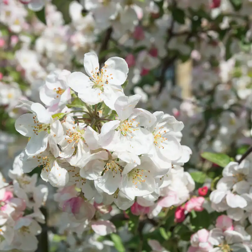 Prydnadsträd Prydnadsapel Omnia Garden Evereste
