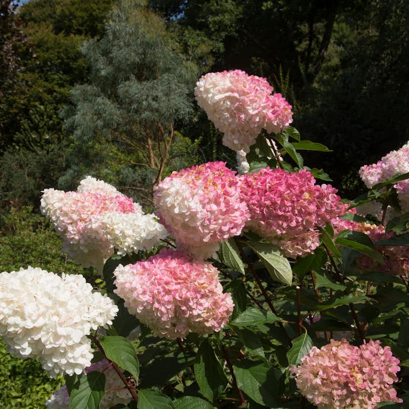 Prydnadsbuske Omnia Garden Hortensia Vanille Fraise Vipphortensia