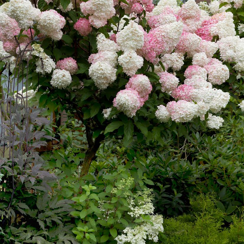 Prydnadsbuske Omnia Garden Hortensia Vanille Fraise Vipphortensia
