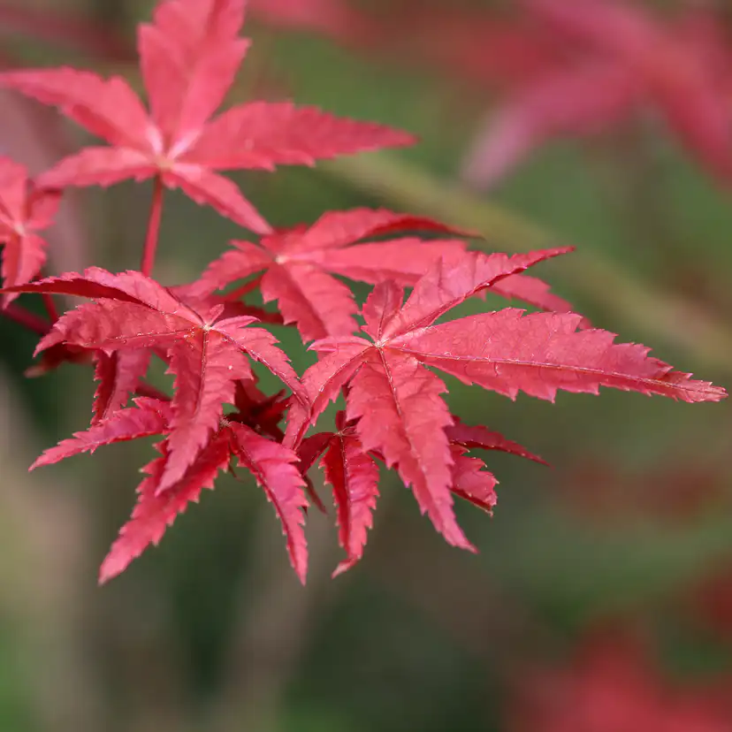 Solitär Buske Omnia Garden Prydnadsbuske Japansk Lönn Osakazuki