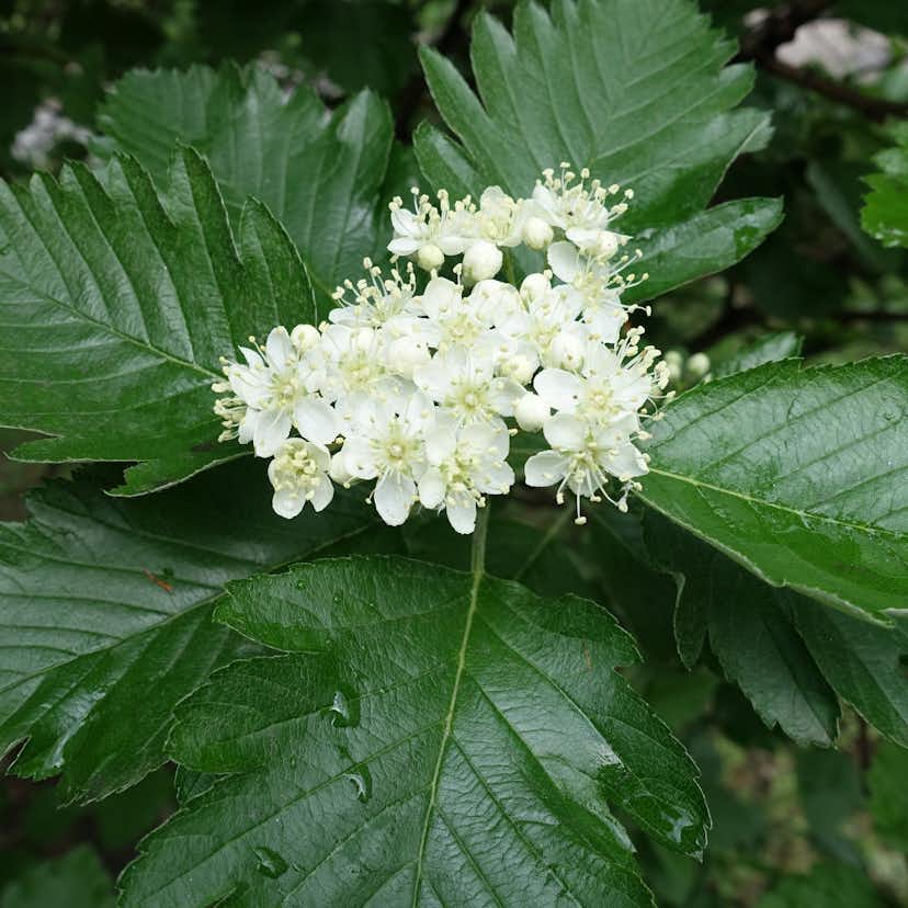 Häck Omnia Garden Häckoxel