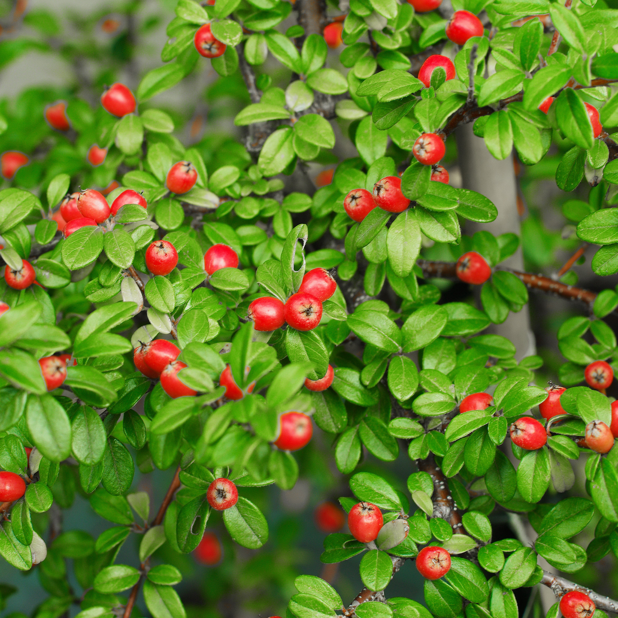 Häck Omnia Garden Svenskt Parkoxbär Coral Beauty