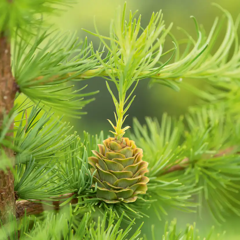 Häck Japansk Lärk Omnia Garden