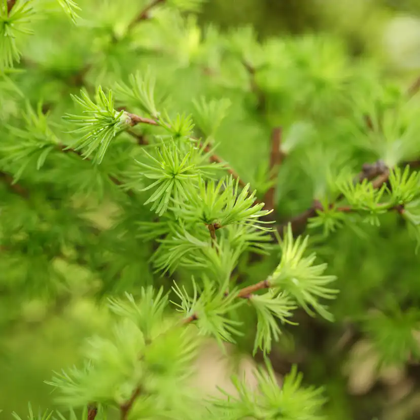 Häck Japansk Lärk Omnia Garden