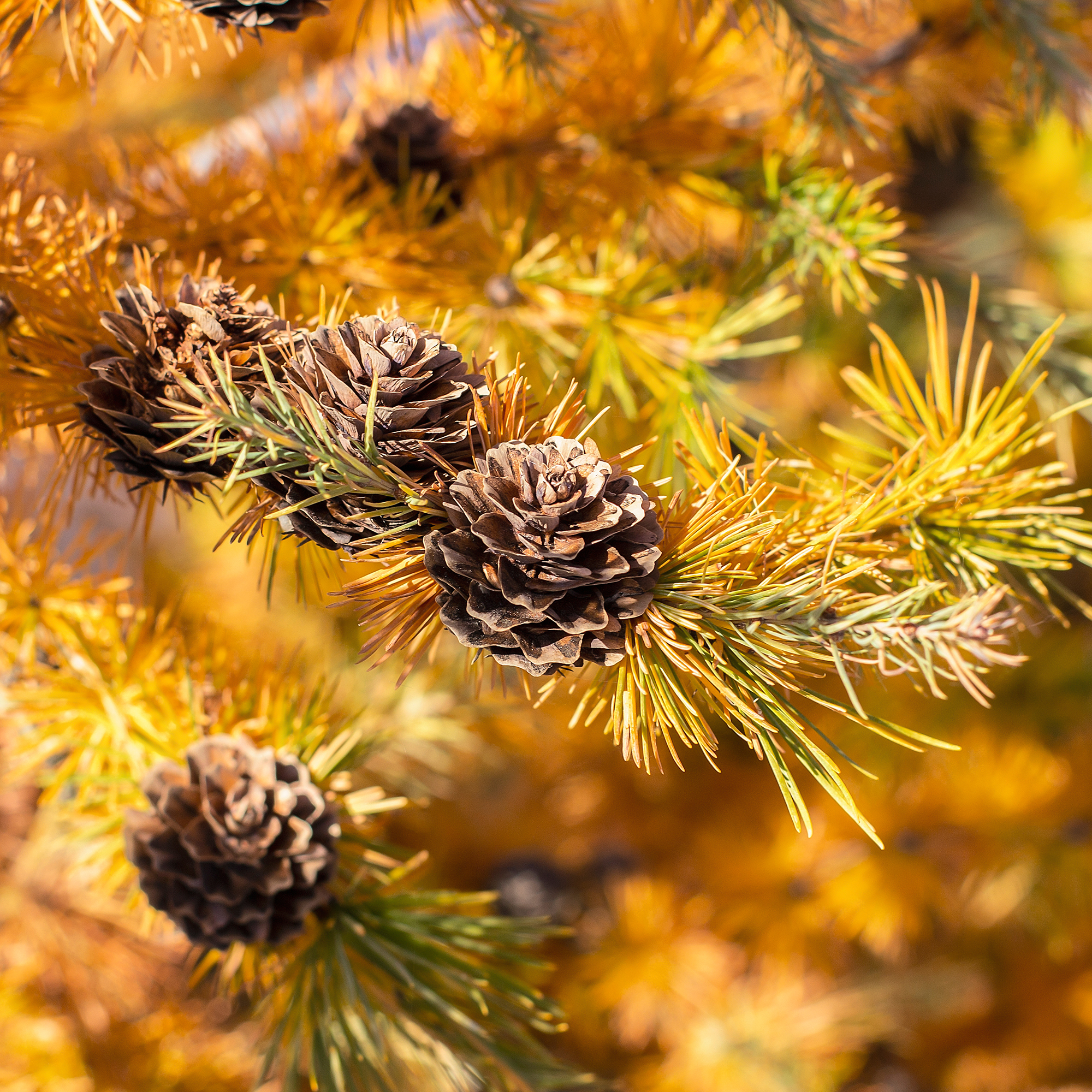 Häck Japansk Lärk Omnia Garden