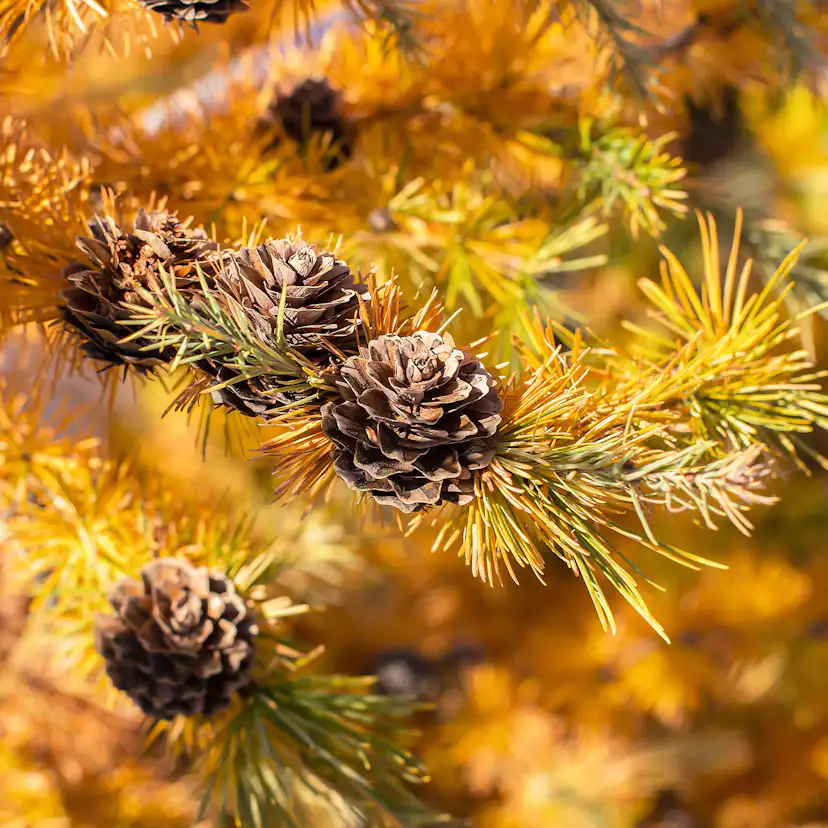 Häck Japansk Lärk Omnia Garden