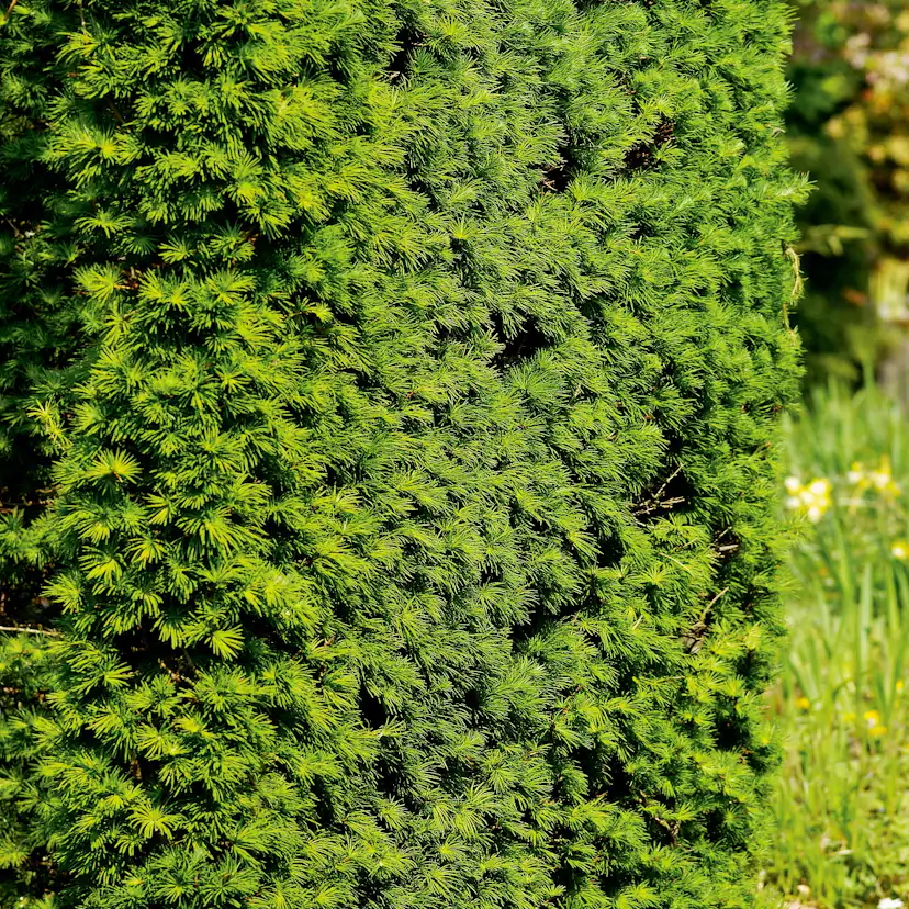 Häck Japansk Lärk Omnia Garden