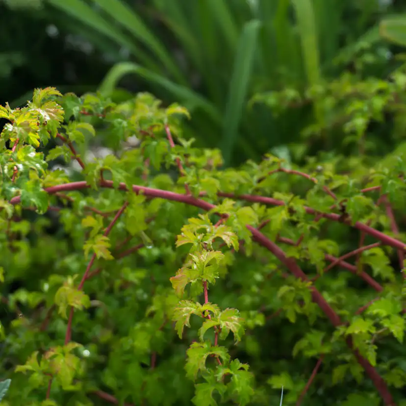 Buske Omnia Garden Stefanandra Liten
