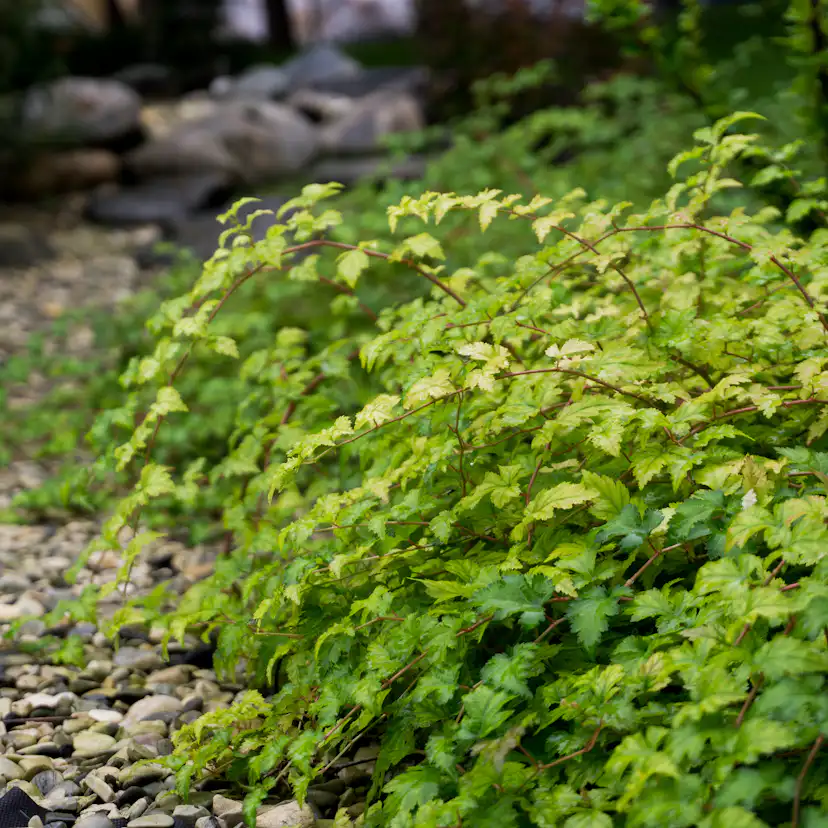 Buske Omnia Garden Stefanandra Liten