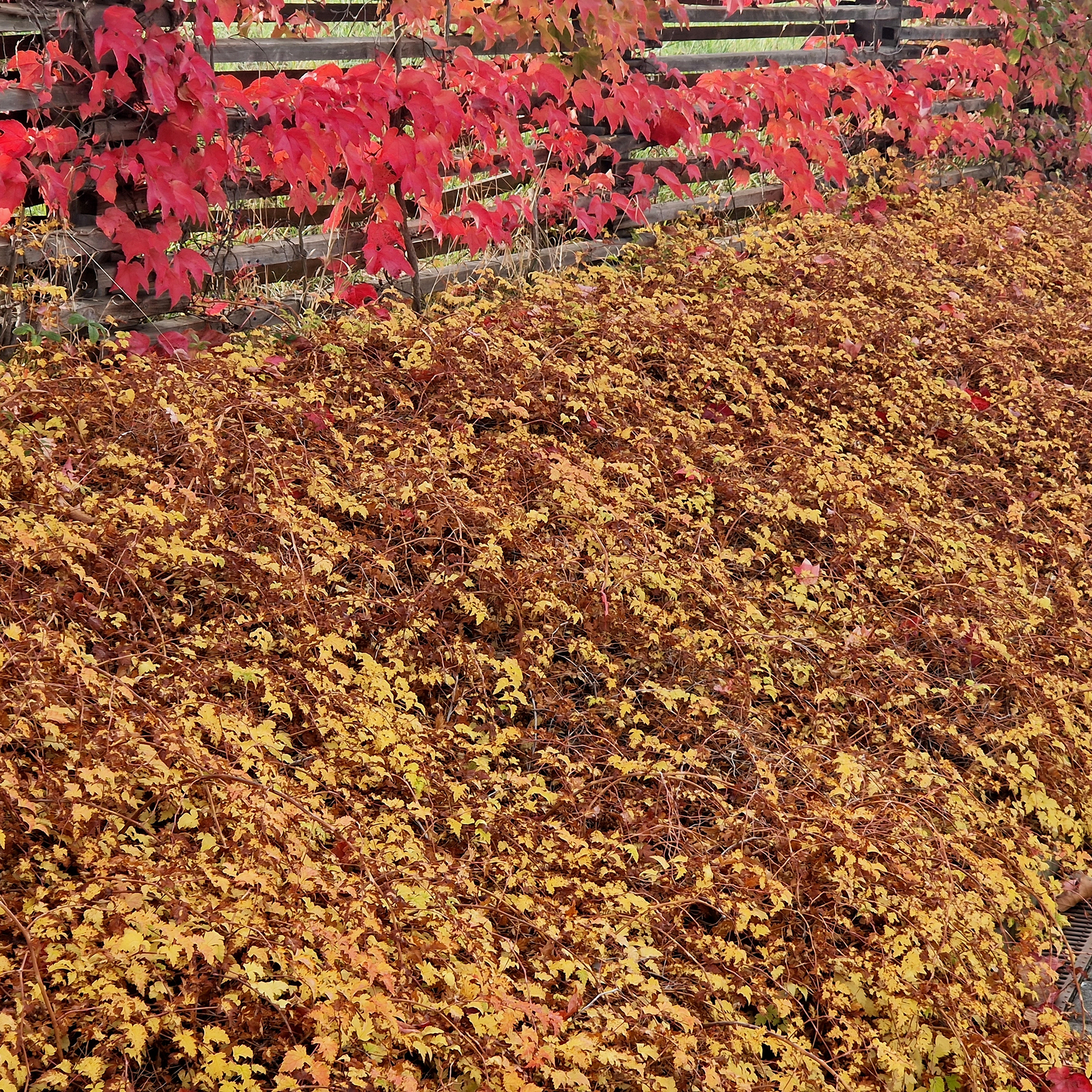 Buske Omnia Garden Stefanandra Liten