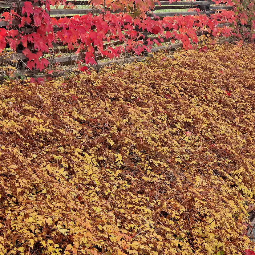 Buske Omnia Garden Stefanandra Liten