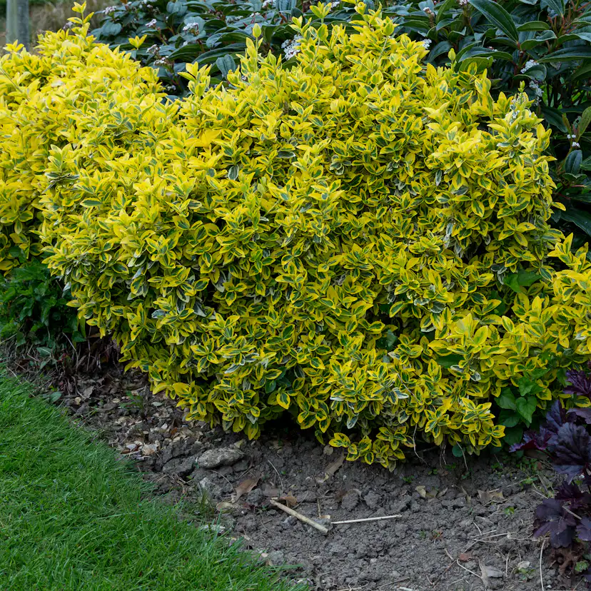 Marktäckare Omnia Garden Gulbrokig Klätterbenved Emerald'n'Gold