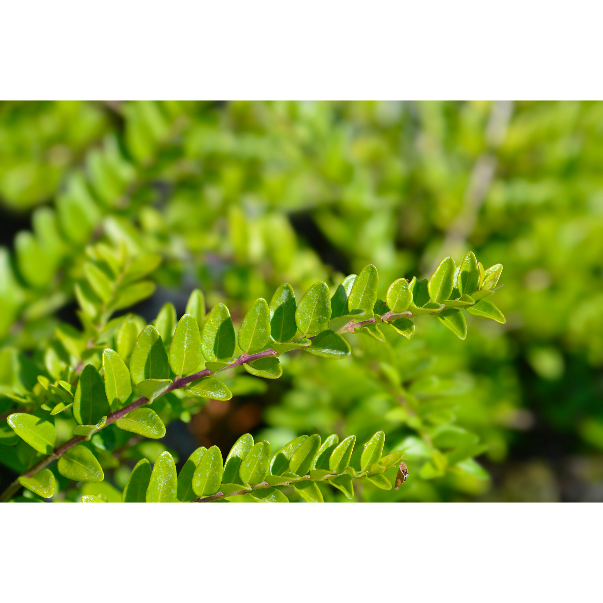 Prydnadsbuske Omnia Garden Myrtentry