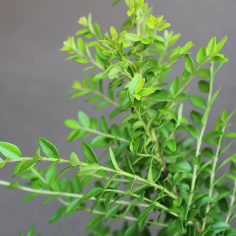 Prydnadsbuske Omnia Garden Myrtentry