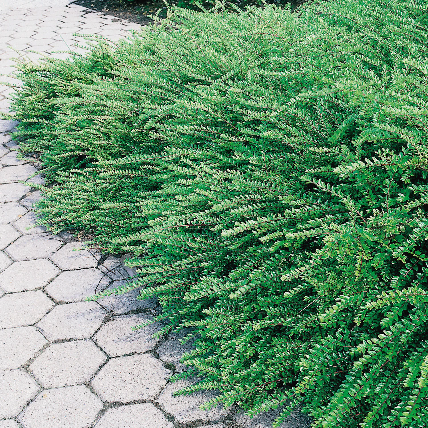 Prydnadsbuske Omnia Garden Myrtentry