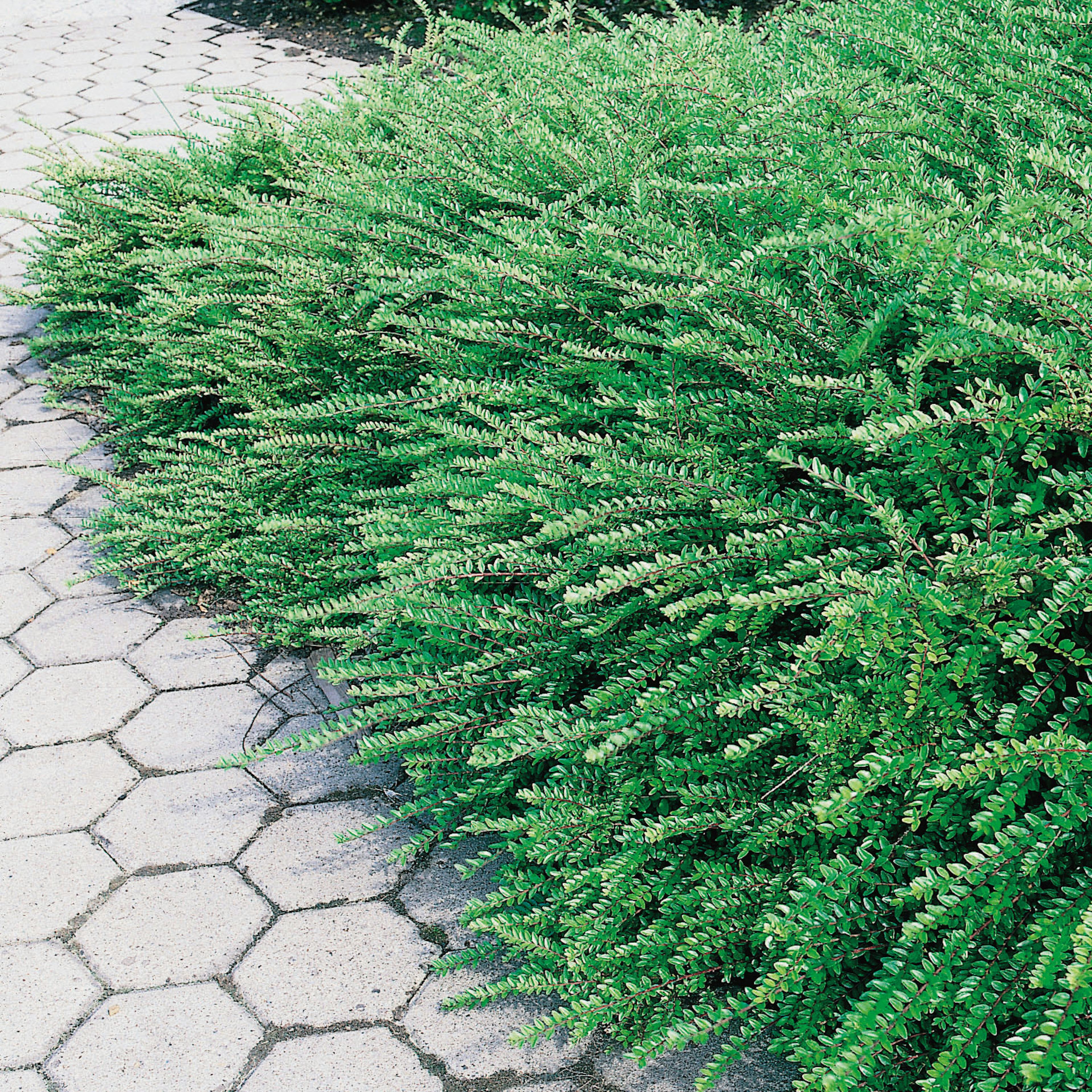 Prydnadsbuske Omnia Garden Myrtentry