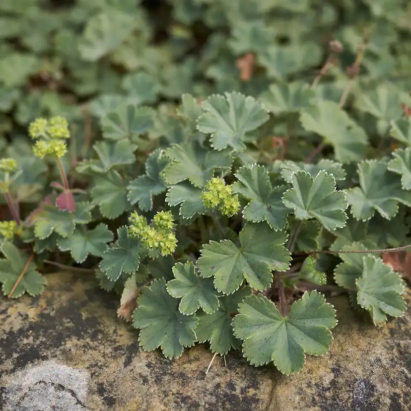 Marktäckare Omnia Garden Rödskaftig Daggkåpa