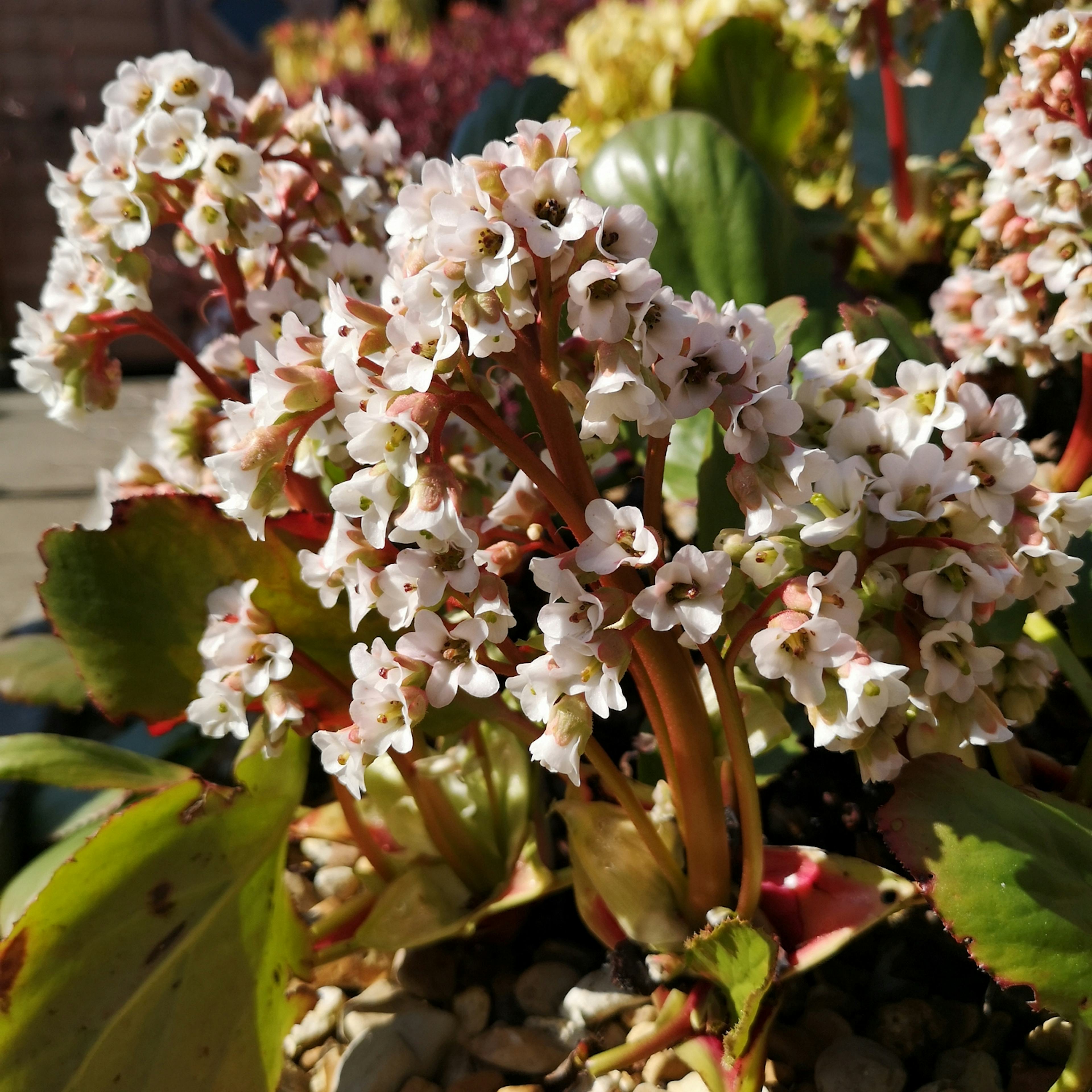 Planta Hjärtbergenia Omnia Garden Bessingham White