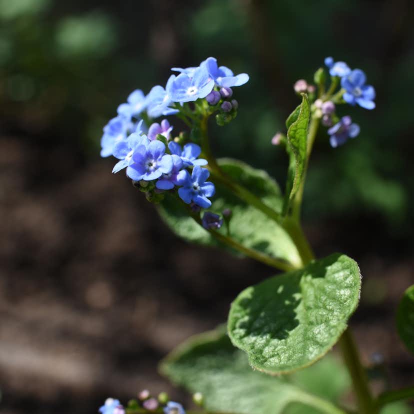 Planta Kaukasisk Förgätmigej Omnia Garden Jack Frost