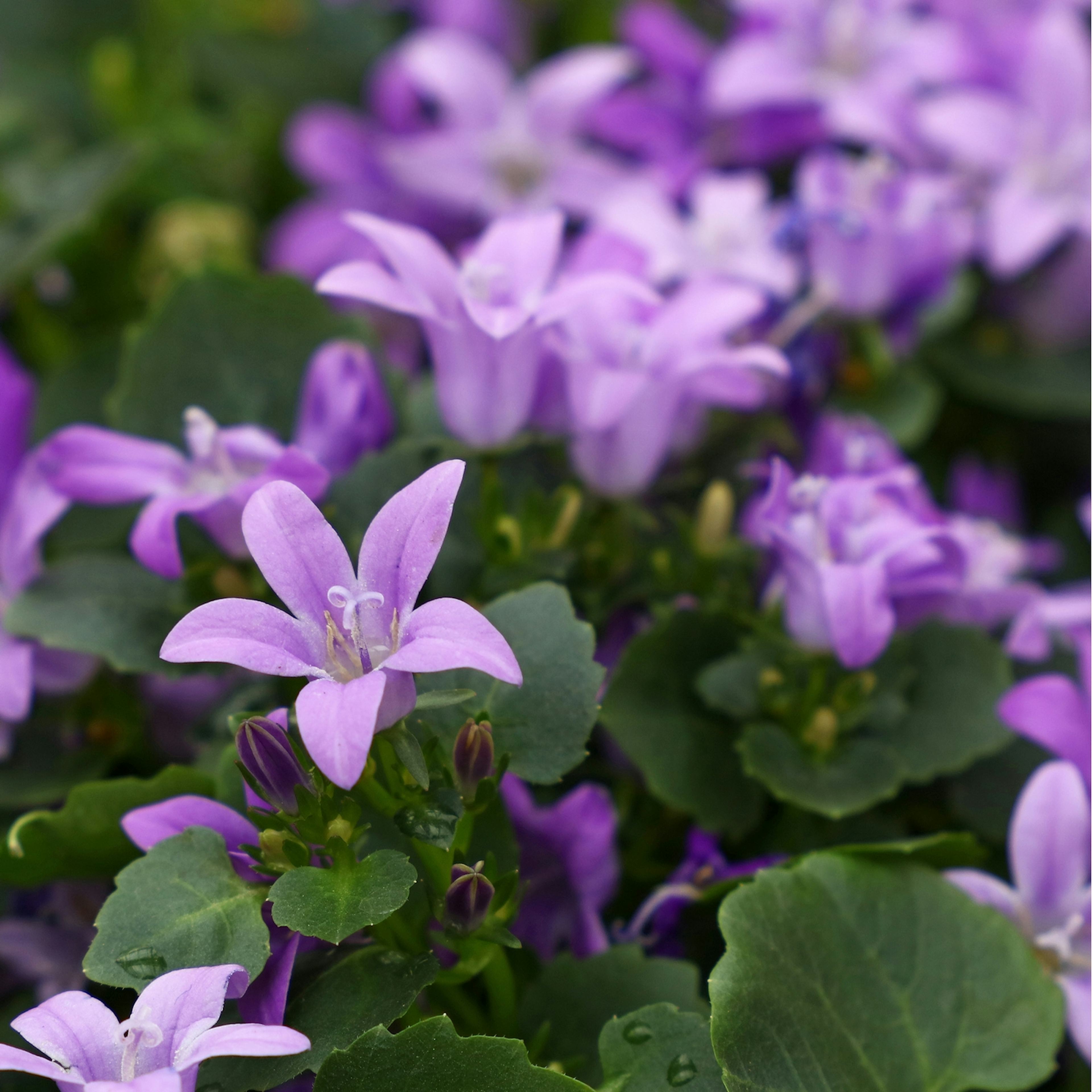 Planta Murklocka Omnia Garden