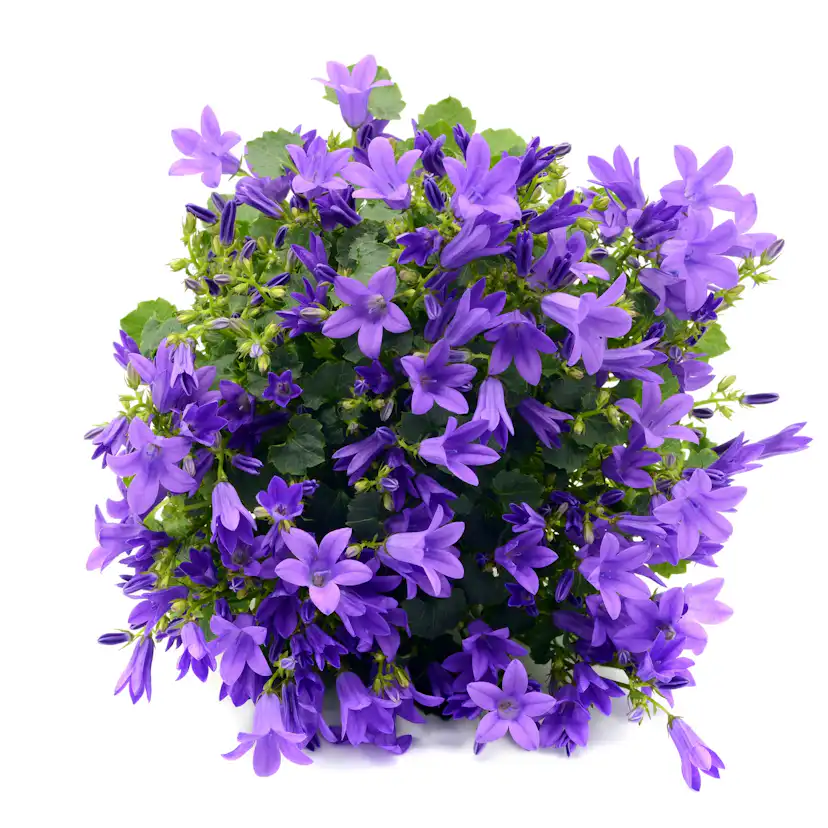 Planta Stjärnklocka Omnia Garden Stella