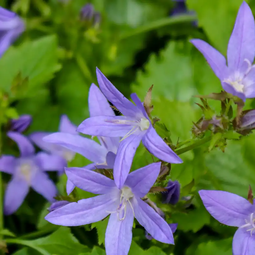 Planta Stjärnklocka Omnia Garden Stella