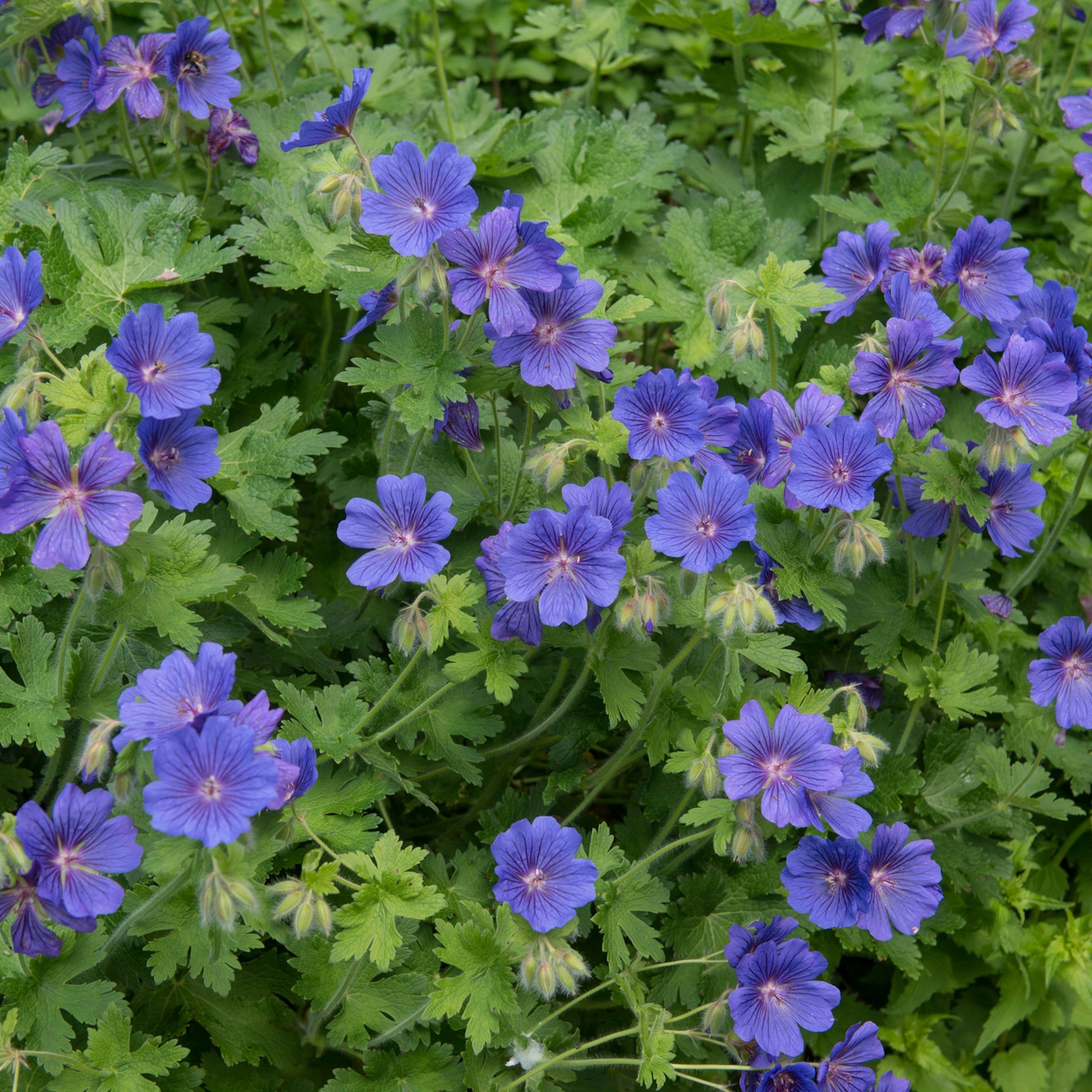 Marktäckare Kungsnäva Omnia Garden