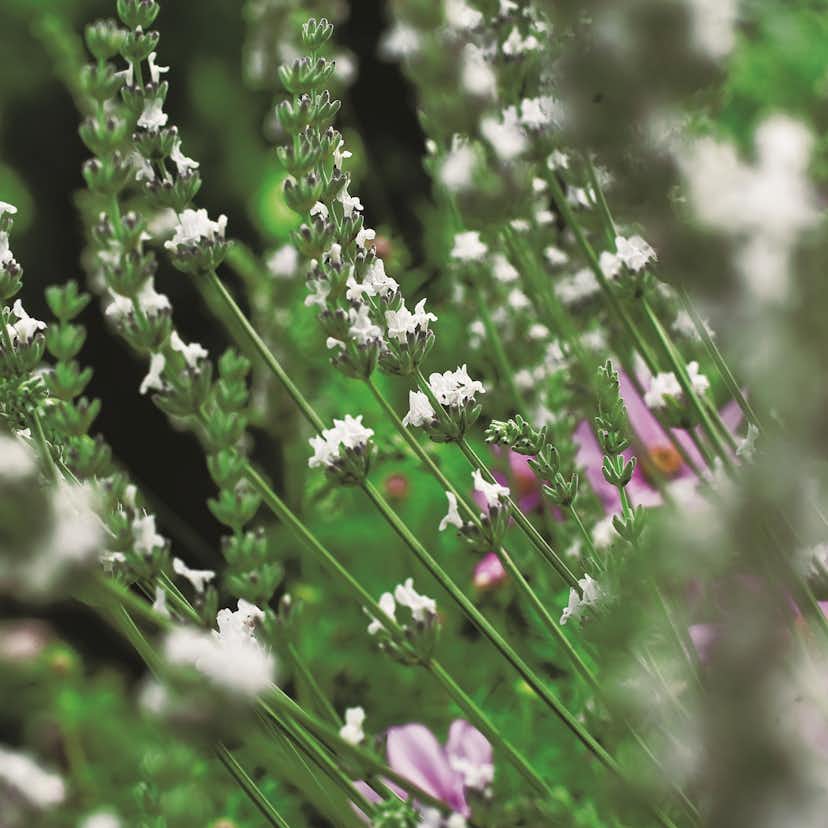 Lavendel Omnia Garden Edelweiss