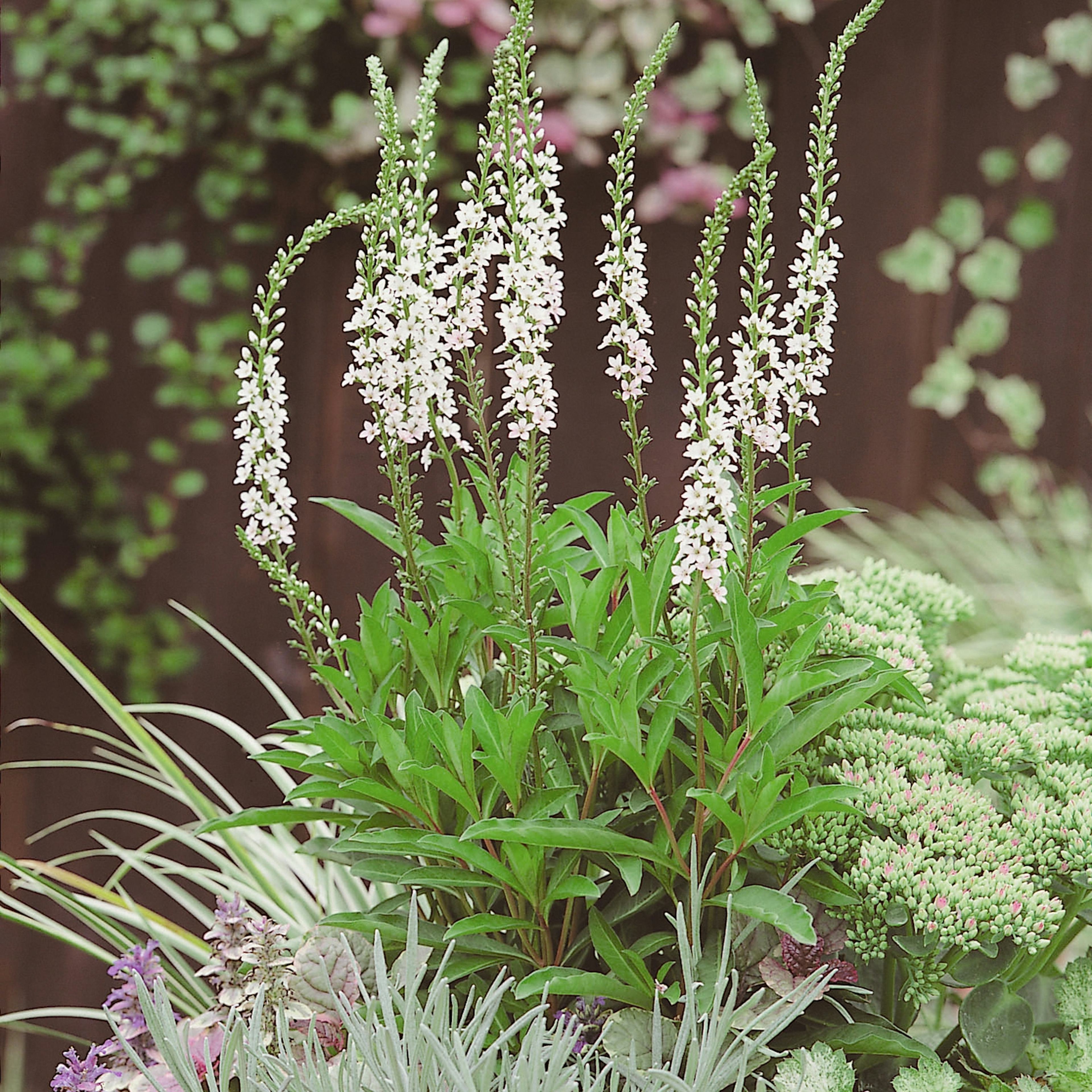 Planta Bäcklysing Omnia Garden Autumn Snow