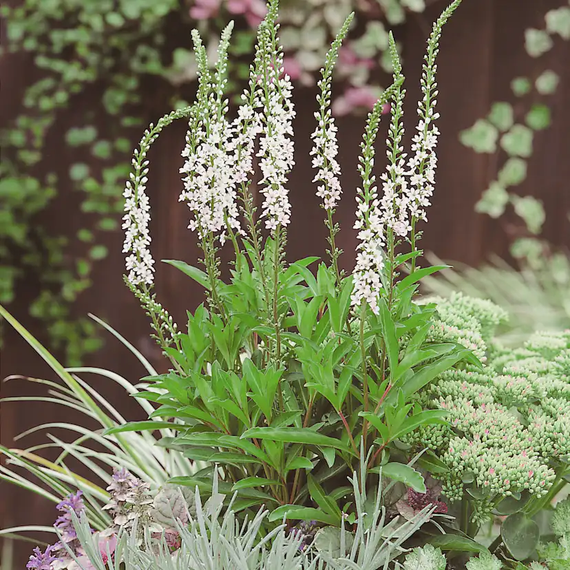 Planta Bäcklysing Omnia Garden Autumn Snow