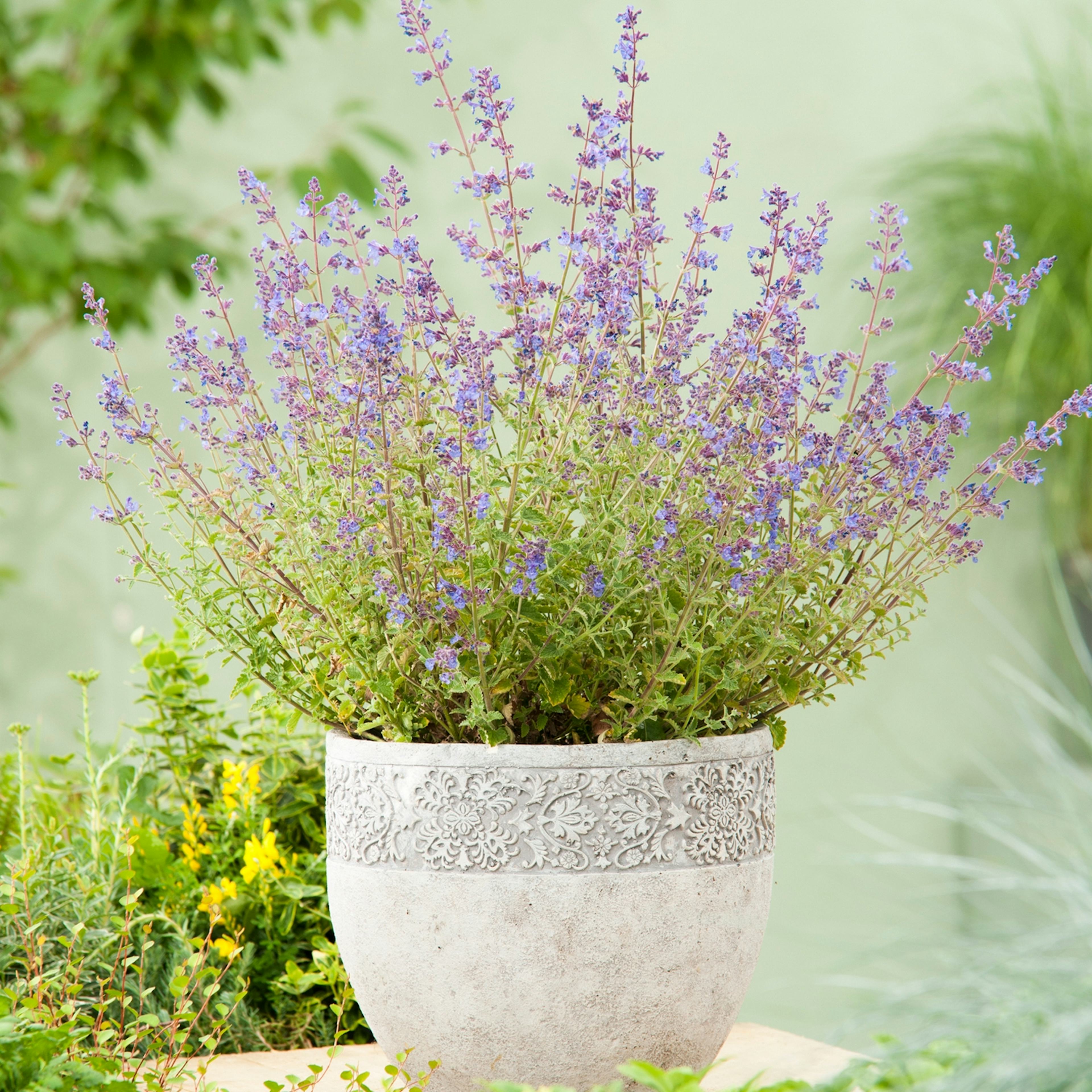 Planta Kantnepeta Omnia Garden Kit Cat