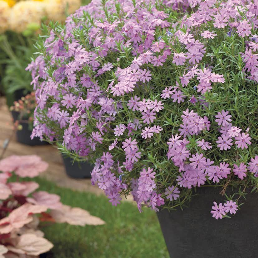 Planta Mossflox Omnia Garden Emerald Cushion Blue