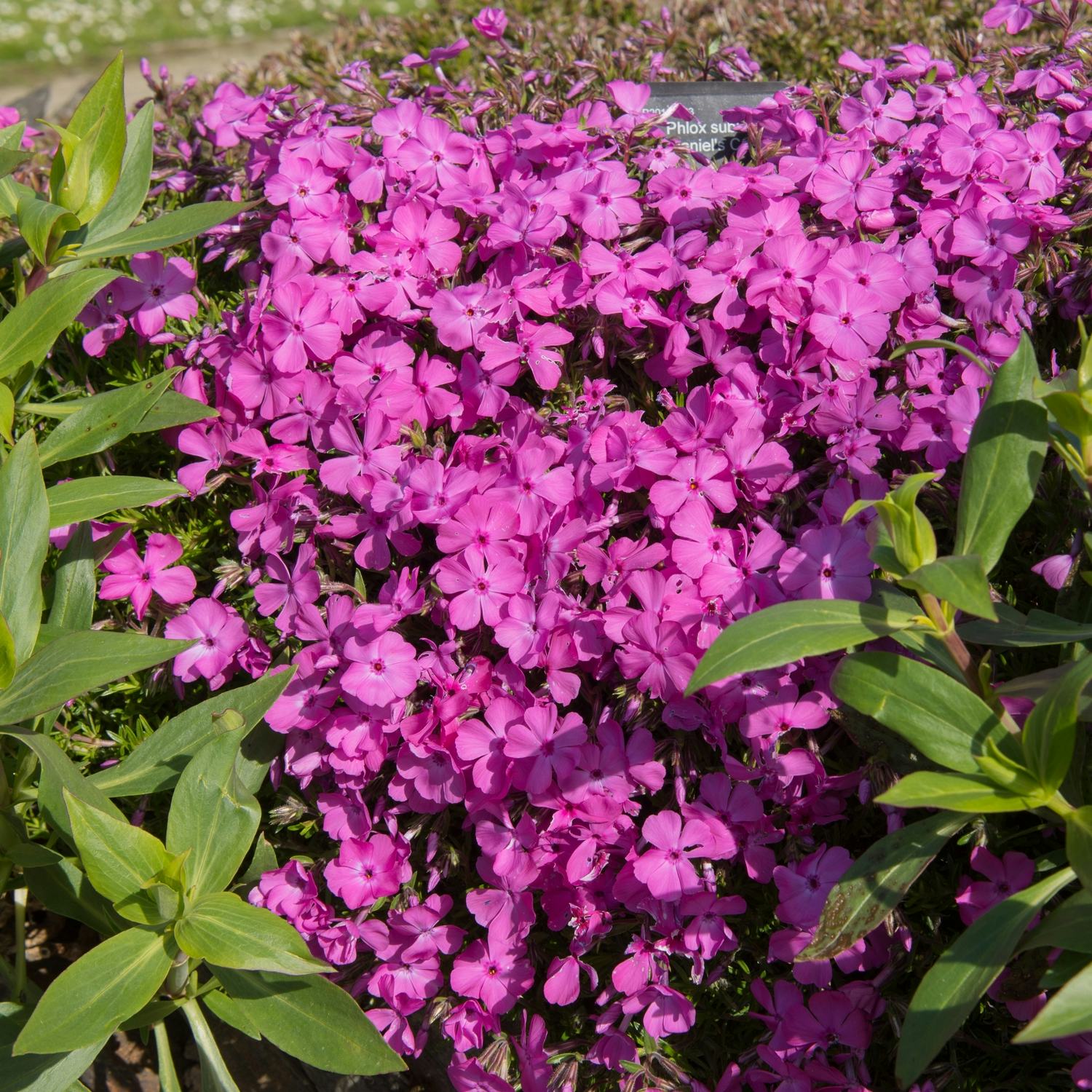 Planta Mossflox Omnia Garden Mcdaniel´s Cushion