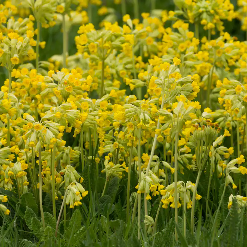 Gullviva Omnia Garden