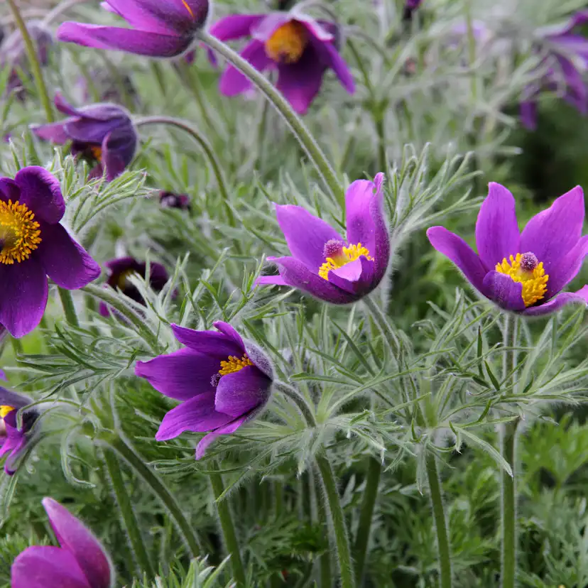 Planta Backsippa Omnia Garden