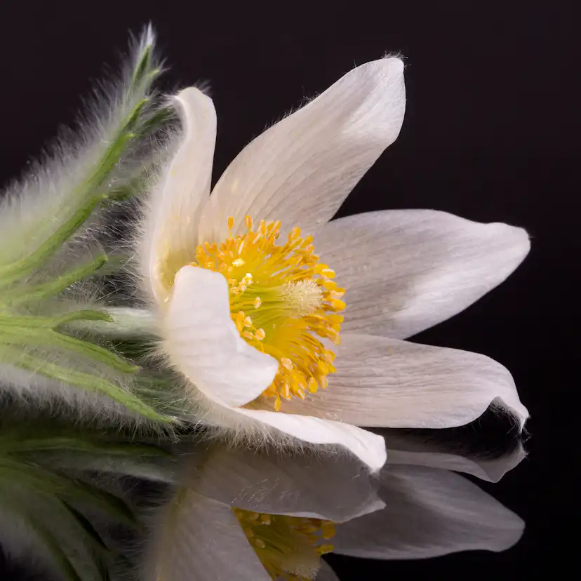 Planta Backsippa Omnia Garden Alba