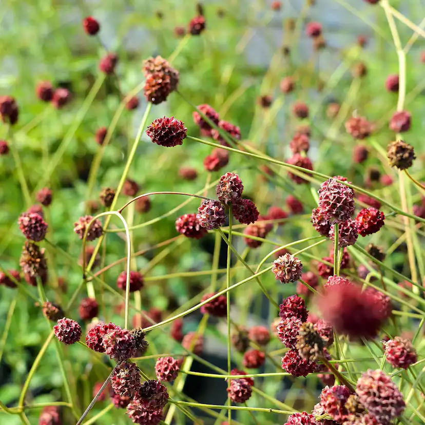 Planta Blodtopp Omnia Garden Tanna