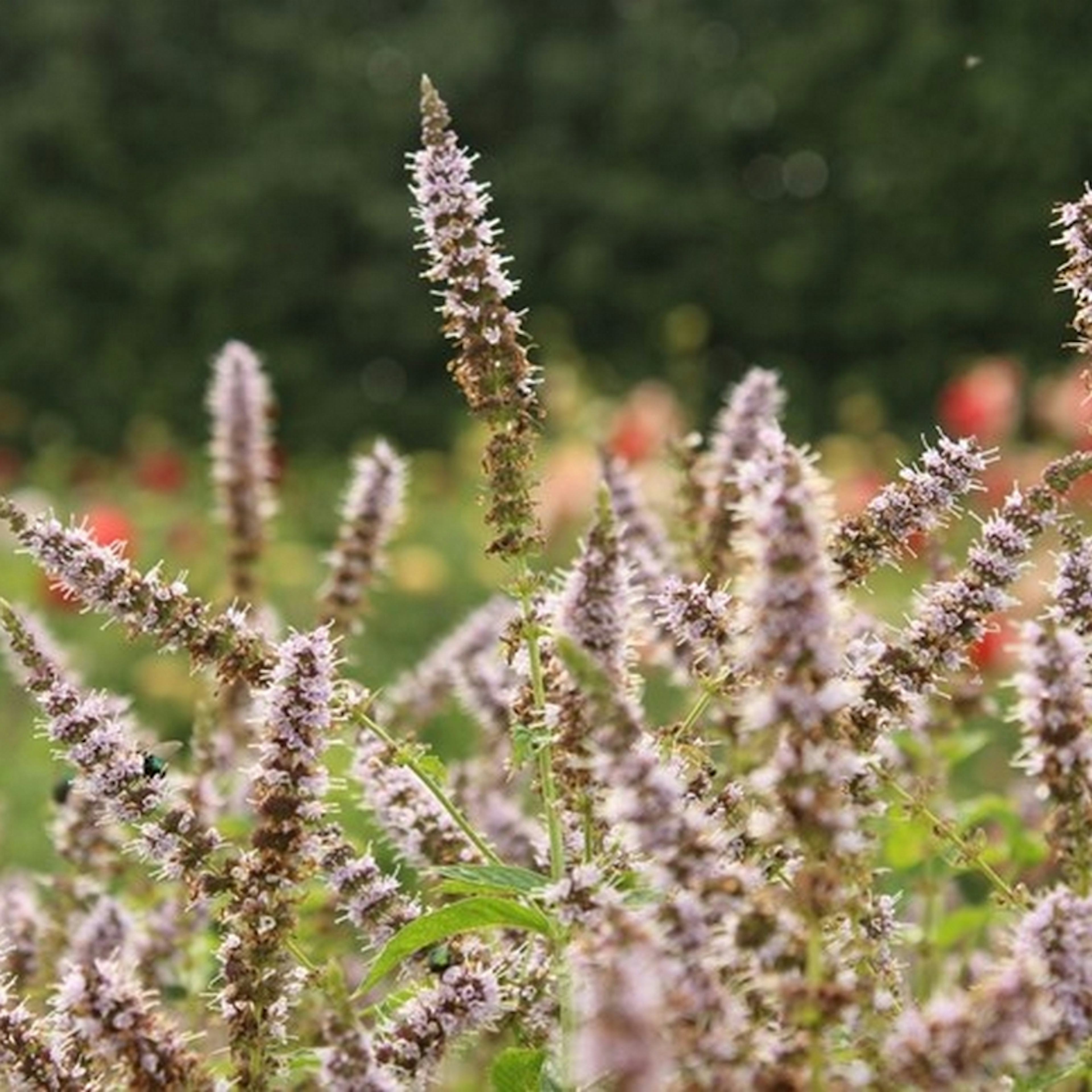 Grönmynta Omnia Garden Fägre