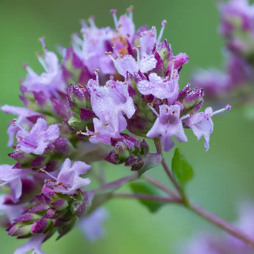 Kungsmynta Omnia Garden