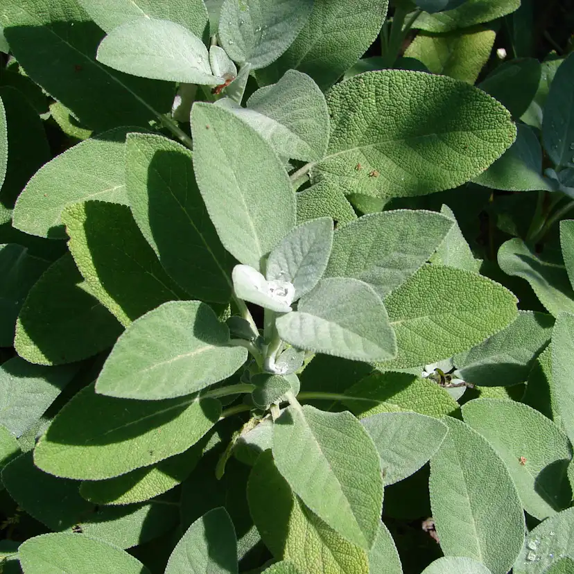 Kryddsalvia Omnia Garden Berggarten