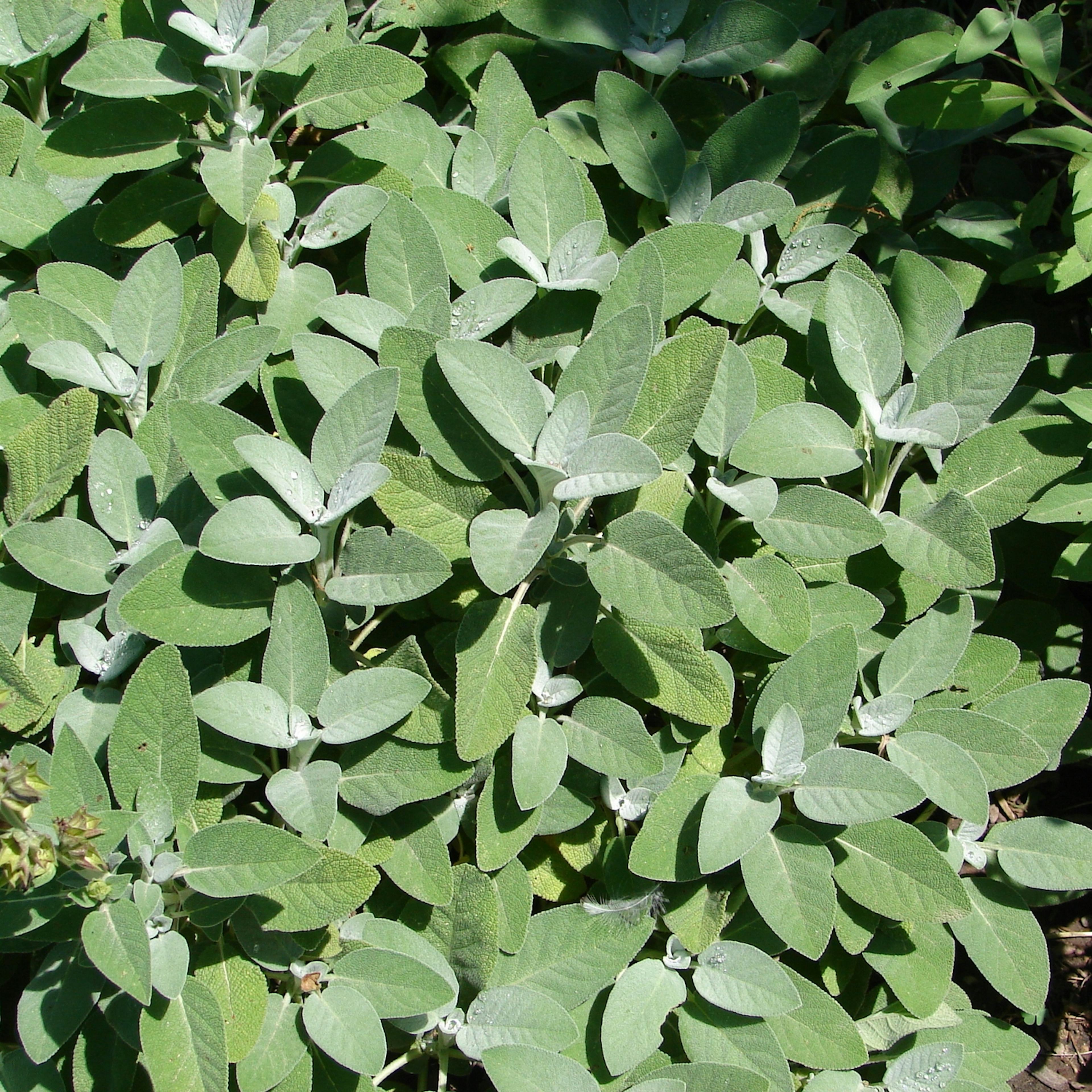 Kryddsalvia Omnia Garden Berggarten